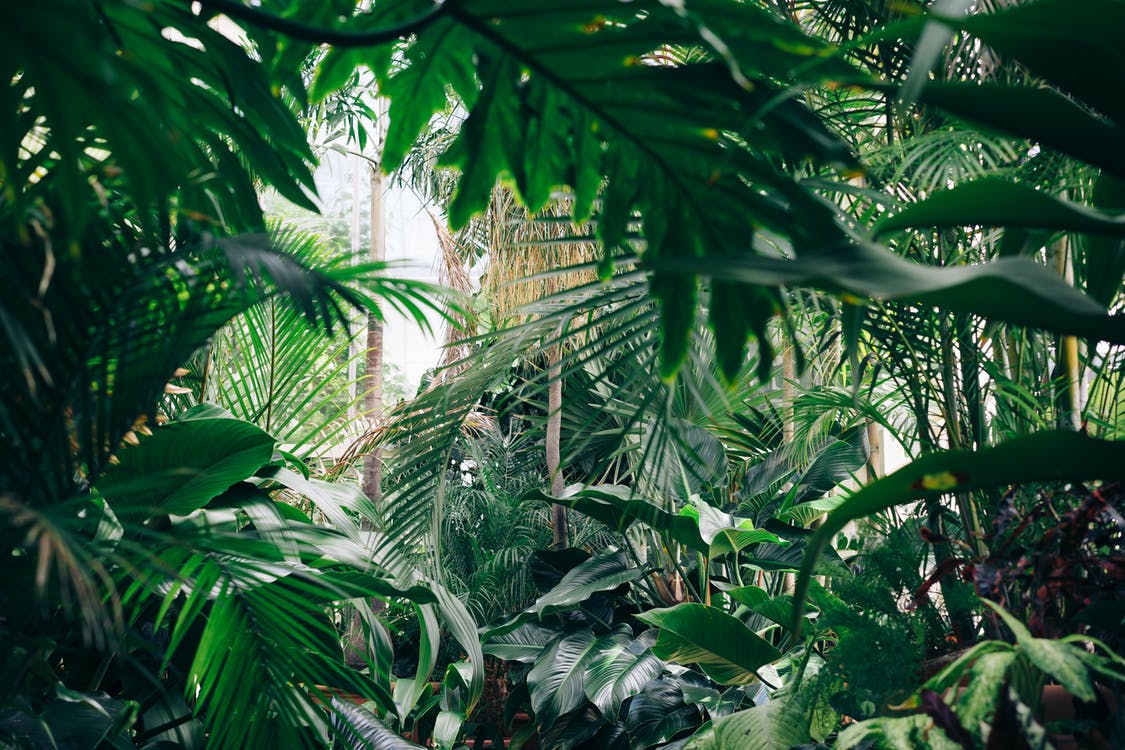 How to create a Jungle Garden