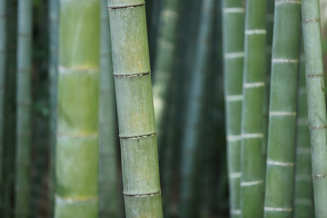 Bamboo Guide: How to Grow, Plant & Maintain Bamboo