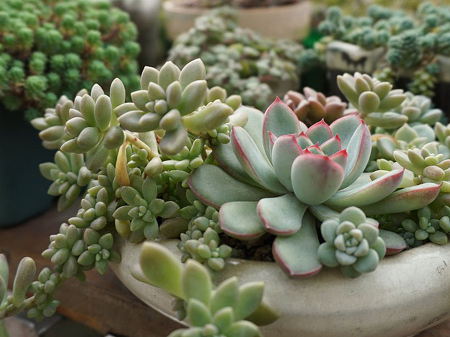 How to Water Succulent Plants