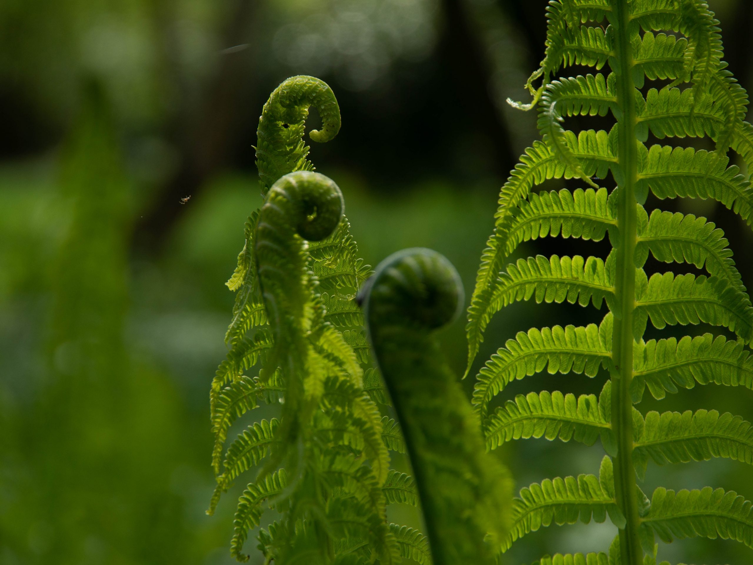 Growing Ferns: A Comprehensive Guide to Cultivating Lush Greenery